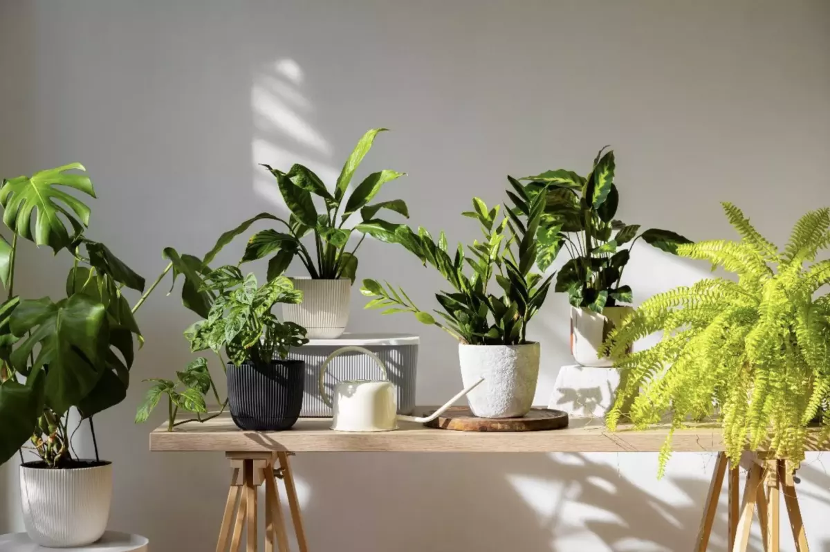 Explorer la Magie du Design Biophilique : Plantes Vivantes ou Artificielles ?