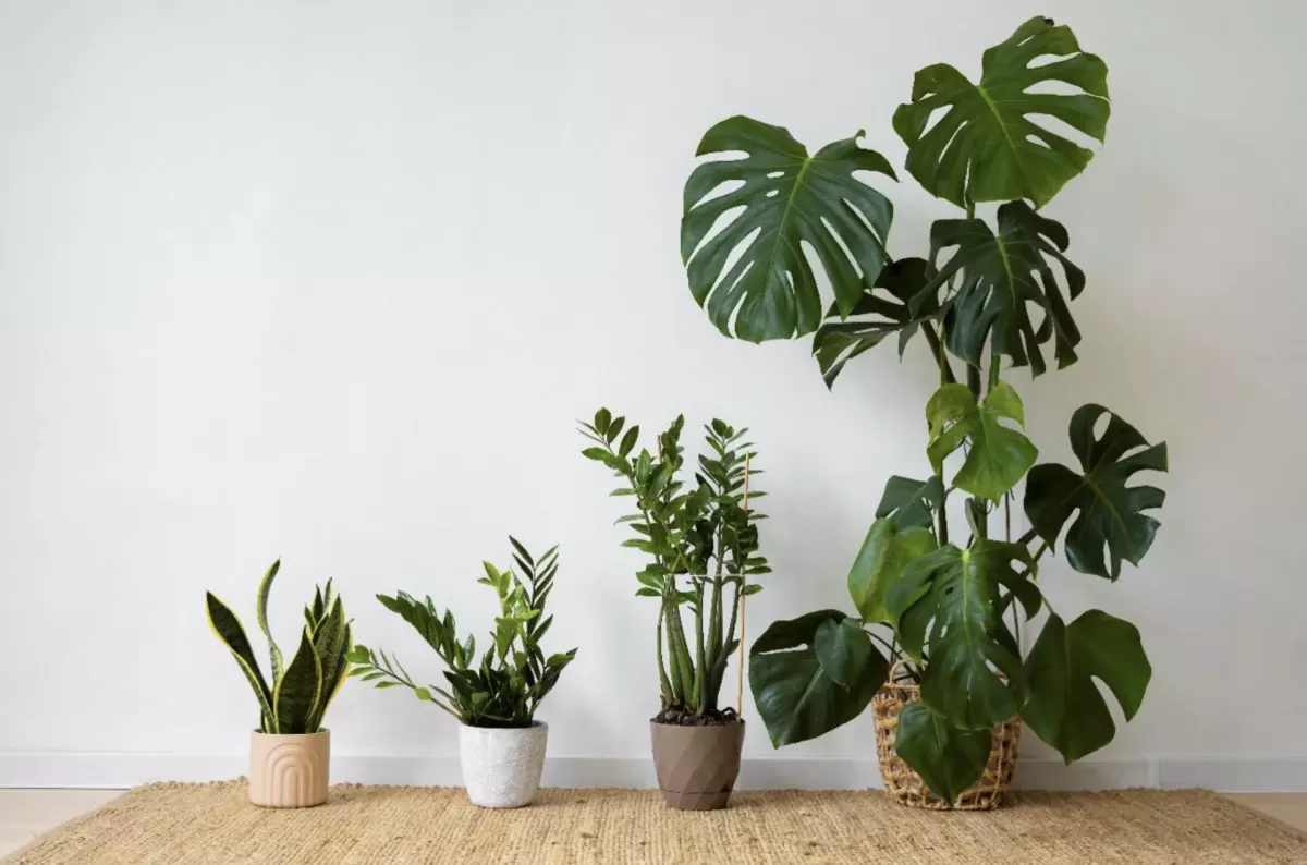 Explorer la Magie du Design Biophilique : Plantes Vivantes ou Artificielles ?