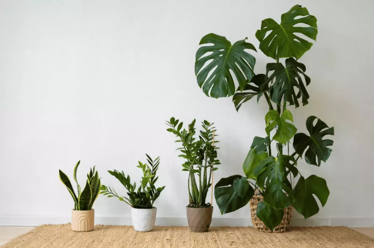 Exploring the magic of Biophilic Design: living plants or artificial ones?