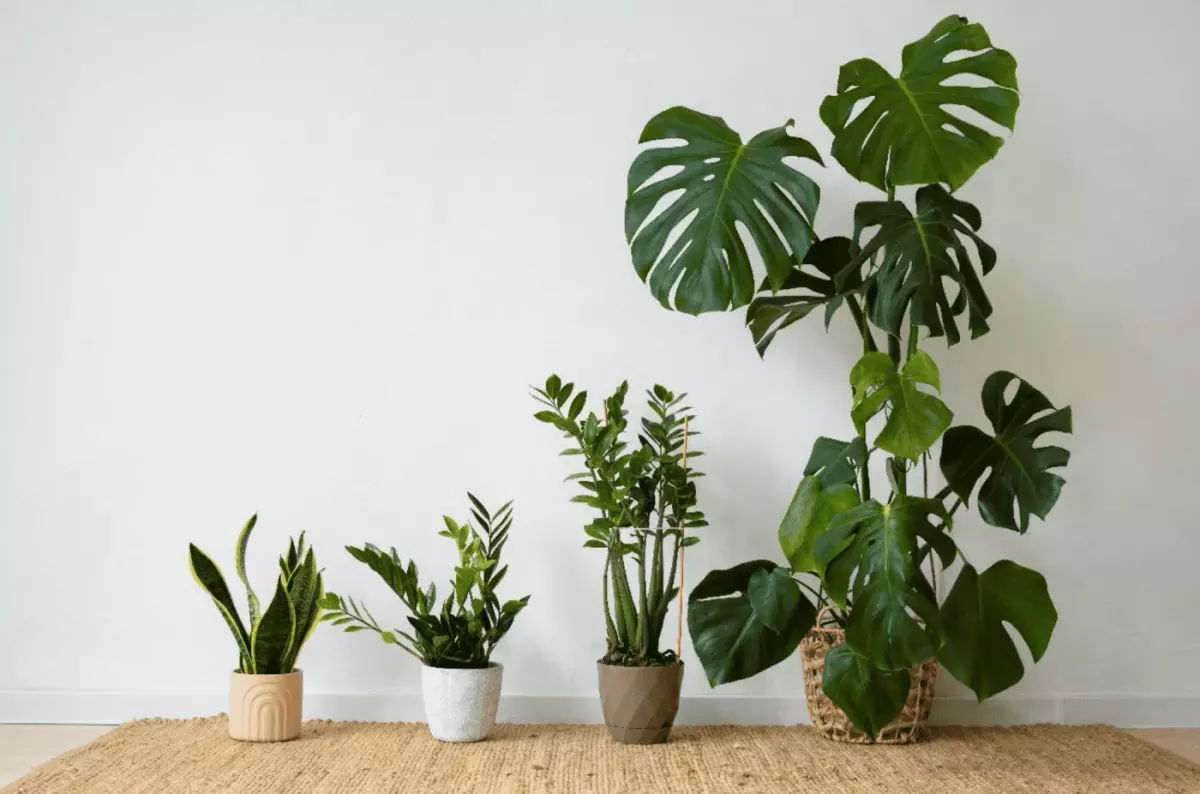 Explorer la Magie du Design Biophilique : Plantes Vivantes ou Artificielles ?